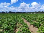 Sítio / Chácara para Venda em Vera Cruz/RN Centro 2 Quartos