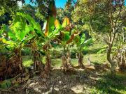 Sítio / Chácara para Venda em Vinhedo/SP Recanto Florido...