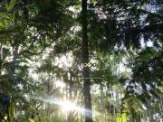 Sítio com 3 dormitórios à venda, 2000 m² por R$...