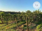 Sítio com 3 dormitórios à venda, 26455 m² por R$...