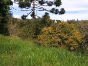 Sitio com 8 Hectares em Taquara/RS na Localidade de...