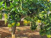 Sitio de 4.000 m2 localizado em Baldim /MG