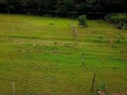 Sítio em Avenida Belém Velho Vila Nova Porto Alegre/RS Sítio em Avenida Belém Velho Vila Nova Porto Alegre/RS