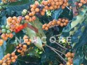 Sítio em São Francisco de Paula Centro São Francisco de...