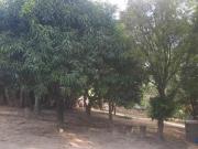 Sitio Em Tamarana Com 70 Mil Pês De Eucalipto região De...