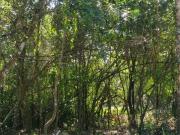 Sítio em Taquara/RS na Localidade de Santa Cruz da Concórdia