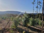 Sitio en Venta en CAMPO LOS AVELLANOS HUALAPULLI,...