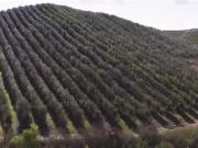 Sitio en Venta en Fundo los Olivos Camino a Pencahue a...