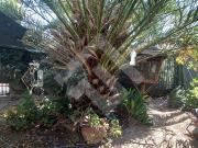 Sitio en Venta en Lynch Norte / Genaro Benavides