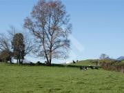 Sitio en Venta en Panguipulli