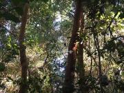 Sitio en Venta en Rio Liucura