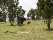 Sítio imperdível à venda, 12 Alqueires por R$ 1.250.000...