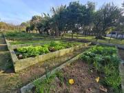 Sitio na Restinga com 2 casas e ótima oportunidade para...