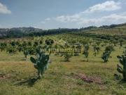 Sítio para Venda em Vinhedo, rural