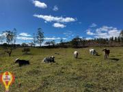 Sítio para venda Pilar do Sul