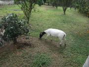 Sitio, Paratei, Guararema, SP