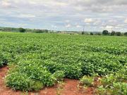 Sítio produtivo com 13 alqueires na região de Tatuí SP