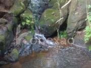 Sítio Rural à Venda em Canaã  Jambeiro/SP