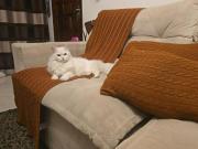 Sobrado à venda no Parque Edu Chaves com 118m² 3...