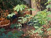 Sobrado c/02 salas comerciais amplas/ 01garagem q/ pode...