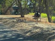 Sobrado clássico mobiliado para aluguel tem 500 m2 com 4...