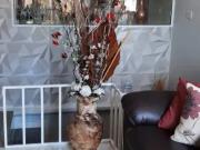 Sobrado com 3 dormitórios à venda, 250 m² por R$...