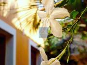 Sobrado com 3 dorms, Mirandópolis, São Paulo R$ 4.25 mi,...