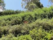 Sobrado com 4 dormitórios à venda, 500 m² por R$...