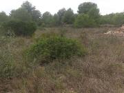 Solar en venta en calle De L'om, Altafulla, de...