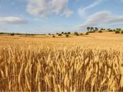 Solar en venta en Guimerà, de 91.700 m² por 78.000