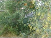 SOLAR URBANO EN VENTA