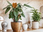 Solar urbano en venta. CALLES