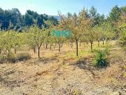 Solar/Parcela en venta en Algaida, Mallorca