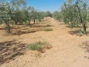 Solar/Parcela en venta en Almonte, Huelva