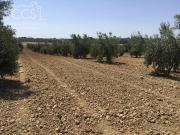Solar/Parcela en venta en Almonte, Huelva