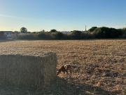 Solar/Parcela en venta en El Palmar, Cádiz Costa de la Luz