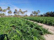 Solar/Parcela en venta en Elche / Elx, Alicante