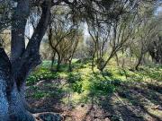 Solar/Parcela en venta en Felanitx, Mallorca