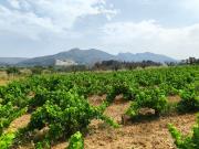 Solar/Parcela en venta en Jalón / Xaló, Alicante Costa...