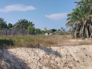 Terreno/Finca Rústica en venta en La Marina, Alicante...