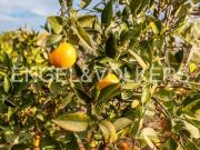 Solar/Parcela en venta en Llíria, Valencia
