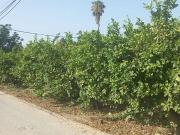 Solar/Parcela en venta en Murcia, Murcia