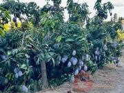 Solar/Parcela en venta en Salobreña, Granada Costa Tropical