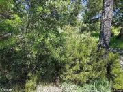 Spanish Trail, BELVEDERE TIBURON, CA 94920