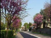 STANZA SINGOLA A DESIO VICINO ALLA STAZIONE FS LIBERA SUBITO