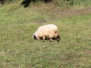 Stilvolle 2.5 Zimmer Wohnung mit Garten und Terrasse in...