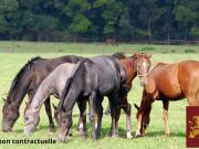 Structure équestre 13 hectares 149m² Sennecey le Grand