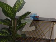 Studio Luxurious Flat Full Furnished Hot Location...