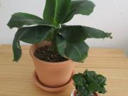 Suche 2 ZKB in Heidelberg Stadt, nicht Umland, 2 Zimmer...