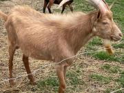 SUD GIRONDE EXPLOITATION CAPRINE, ELEVAGE CHEVRE ET...